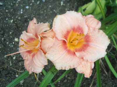 Pic_0001.jpg