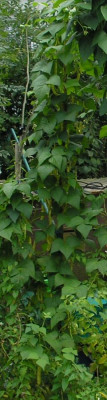 bohnenmonster_p8242693.jpg