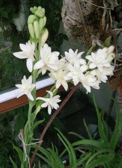 Tuberose_b.jpg