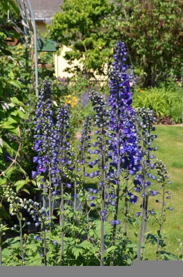 Delphinium.15-1a.jpg