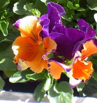 20040420_viola_wittrockiana_rokokko.jpg