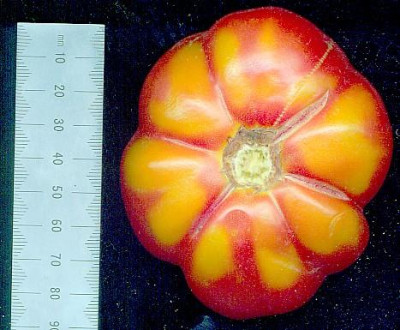 salztomate.2.jpg