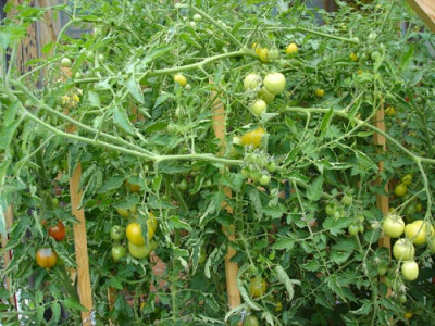 tomatenurwald.jpg