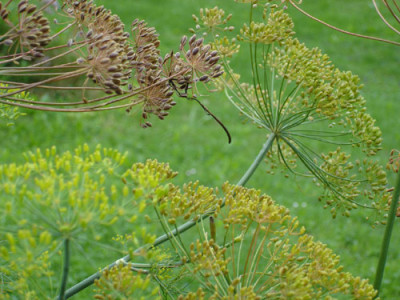 dill.jpg