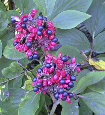 PaeoniaRimg0947.JPG