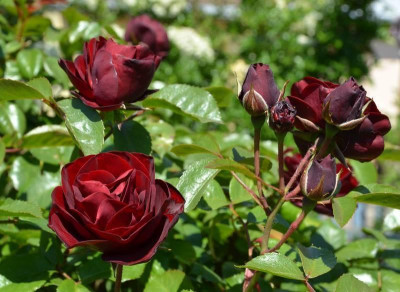 Rose-Lavaglut.15-1a.jpg