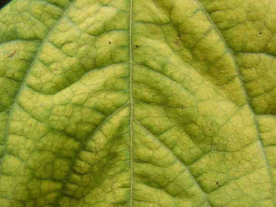 gelb-gruen_a_003pur.jpg