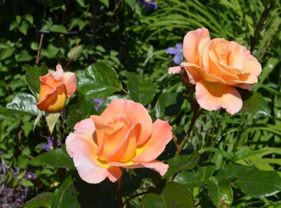 Rose-Rosemary_Harkness.15-2a.jpg