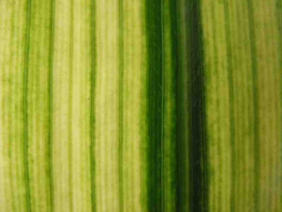 gelb-gruen_a_006pur.jpg
