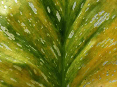gelb-gruen_a_016pur.jpg