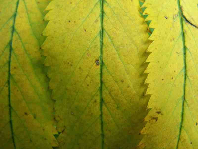 gelb-gruen_a_034pur.jpg