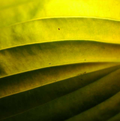 Hosta_August_Moon_Detail_02-08-05.jpg