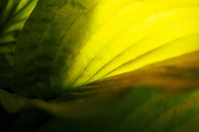 Hosta_August_Moon_Detail_2_02-08-05.jpg