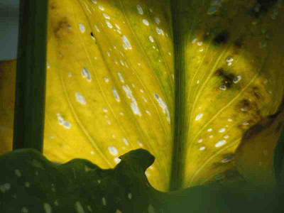 gelb-gruen_a_026pur.jpg
