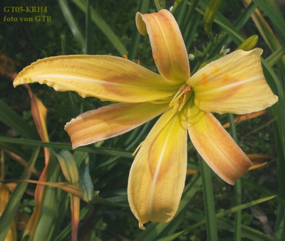 GT05-KRH4_002.jpg