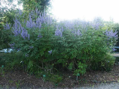 Vitex_im_Hermannshof_Weinheim.jpg
