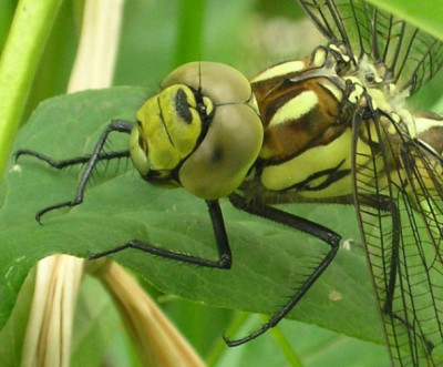 Grosser_Blaupfeil_0805.jpg
