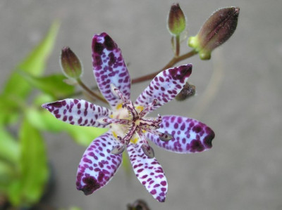 Tricyrtis_Empress_270805.jpg