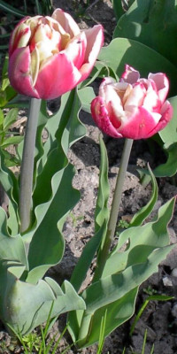 20040420_Papageitulpe.jpg