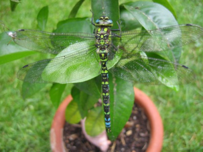 Libelle_4.JPG