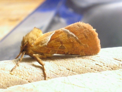Schmetterling_welcher.jpg