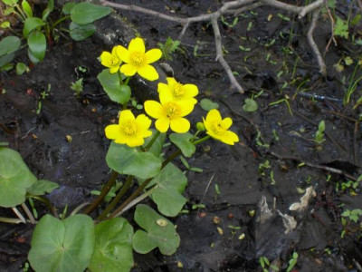 20040420_Caltha_palustris.jpg