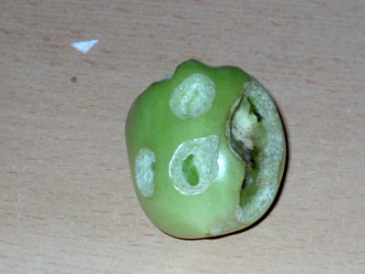 Tomaten25.08.05_006.jpg