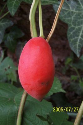 Podophyllum_peltatum_Frucht.jpg