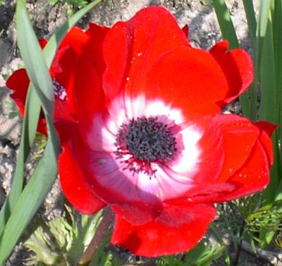 20040420_anemone_coronaria.jpg