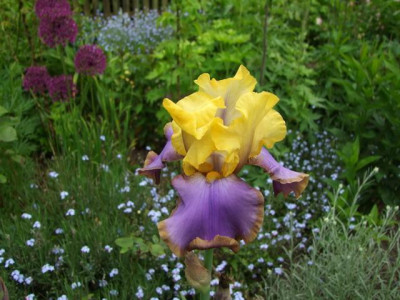 2015_0531Iris0101_Bildgröße ändern.jpg