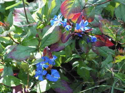 ceratostigma_plumbaginoides.jpg