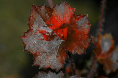 Heuchera_Palace_Purple_28-08-05.jpg