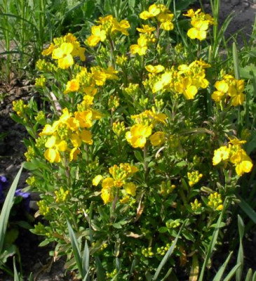 20040420_Erysimum_allonii.jpg