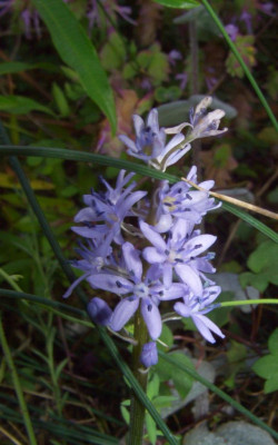 Scilla_lingulata_ciliolata.jpg