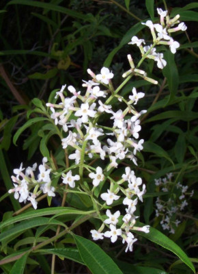 Lippia_citriodora.jpg