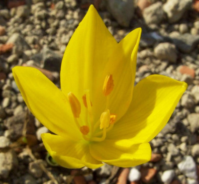 Sternbergia_sicula.jpg