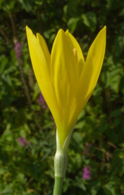 Sternbergia_sicula_Seite.jpg