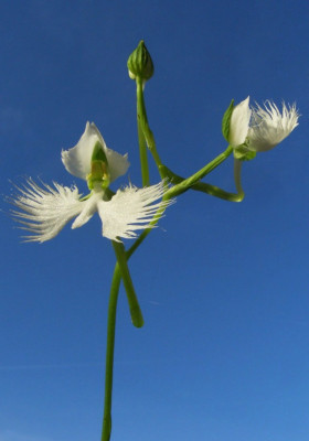 Pecteilis_radiata2.jpg