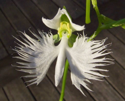 Pecteilis_radiata1.jpg