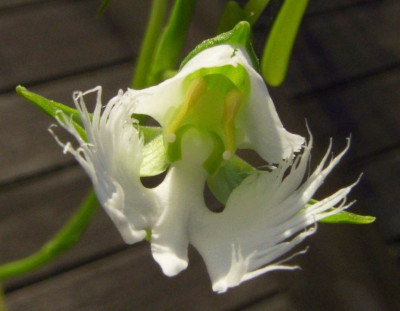 Pecteilis_radiata3.jpg