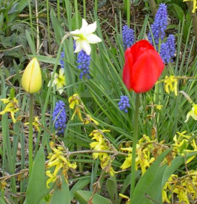 20040420_darwintulpe.jpg