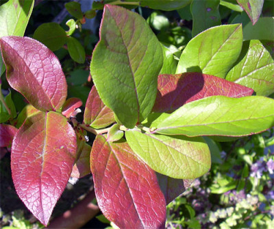 August_herbstlaub.jpg