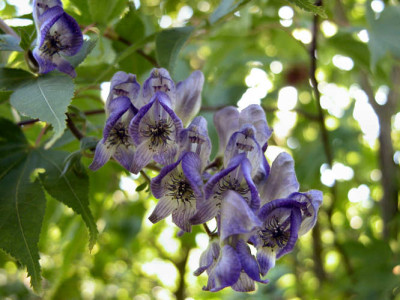 aconitum_v.jpg