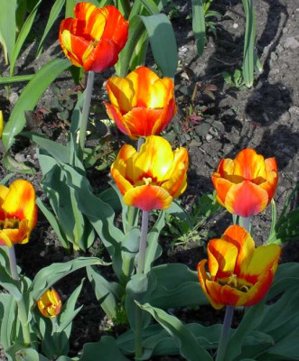 20040420_darwintulpe_neu.jpg