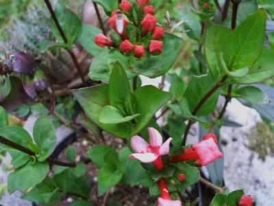 Blume_T.Steffi.jpg