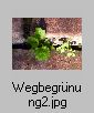 Unkraut1.jpg