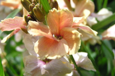 Goldlack-1.jpg