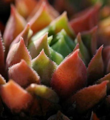 Sempervivum_1_28-08-05.jpg