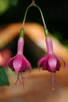 Fuchsia_1_28-08-05.jpg