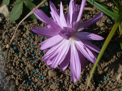 Herbstzeitlose_Waterlily_S2_8120_84.jpg